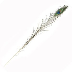 Riikinkukon sulka